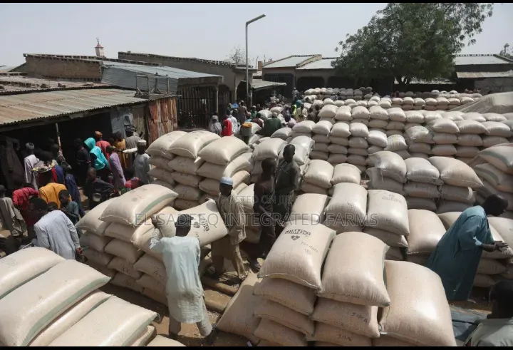 Maize Soybeans Supplier