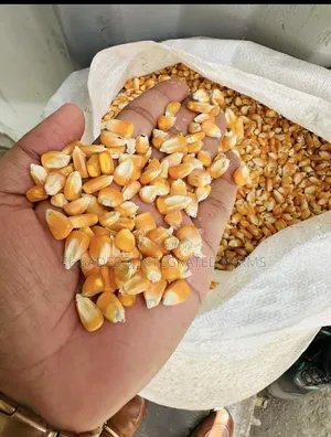 Maize Soybeans Supplier