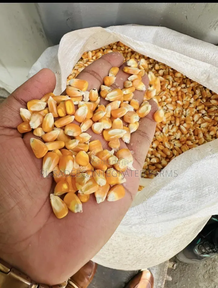 Maize Soybeans Supplier