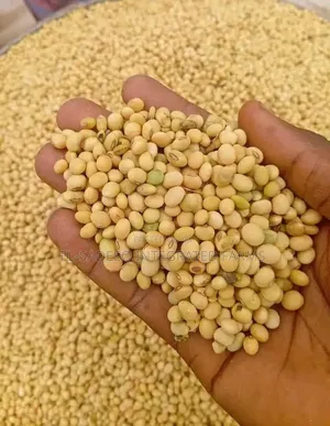 Maize Soybeans Supplier