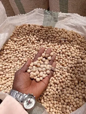 Maize Soybeans Supplier