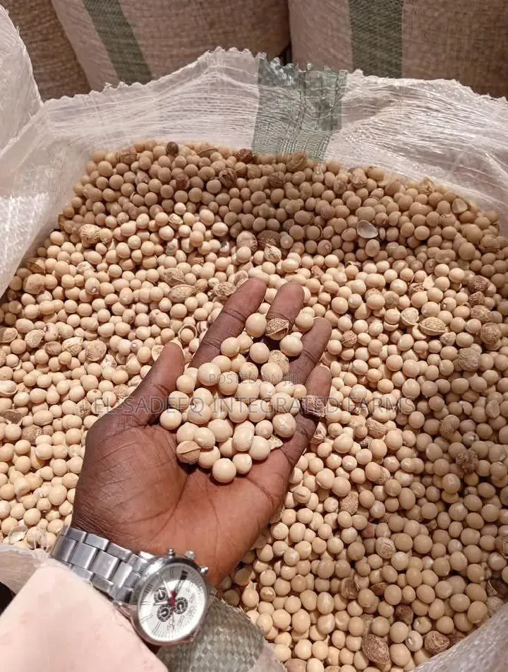 Maize Soybeans Supplier