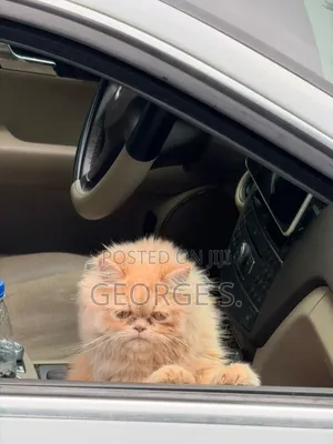 3-6 months Female Purebred Persian