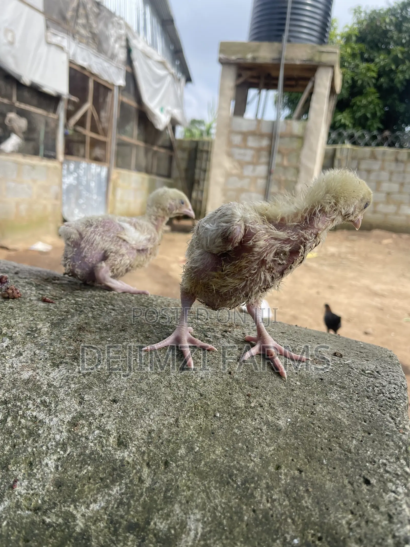 2 Week Agrited Broiler