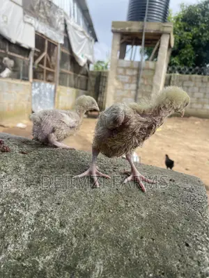 2 Week Agrited Broiler