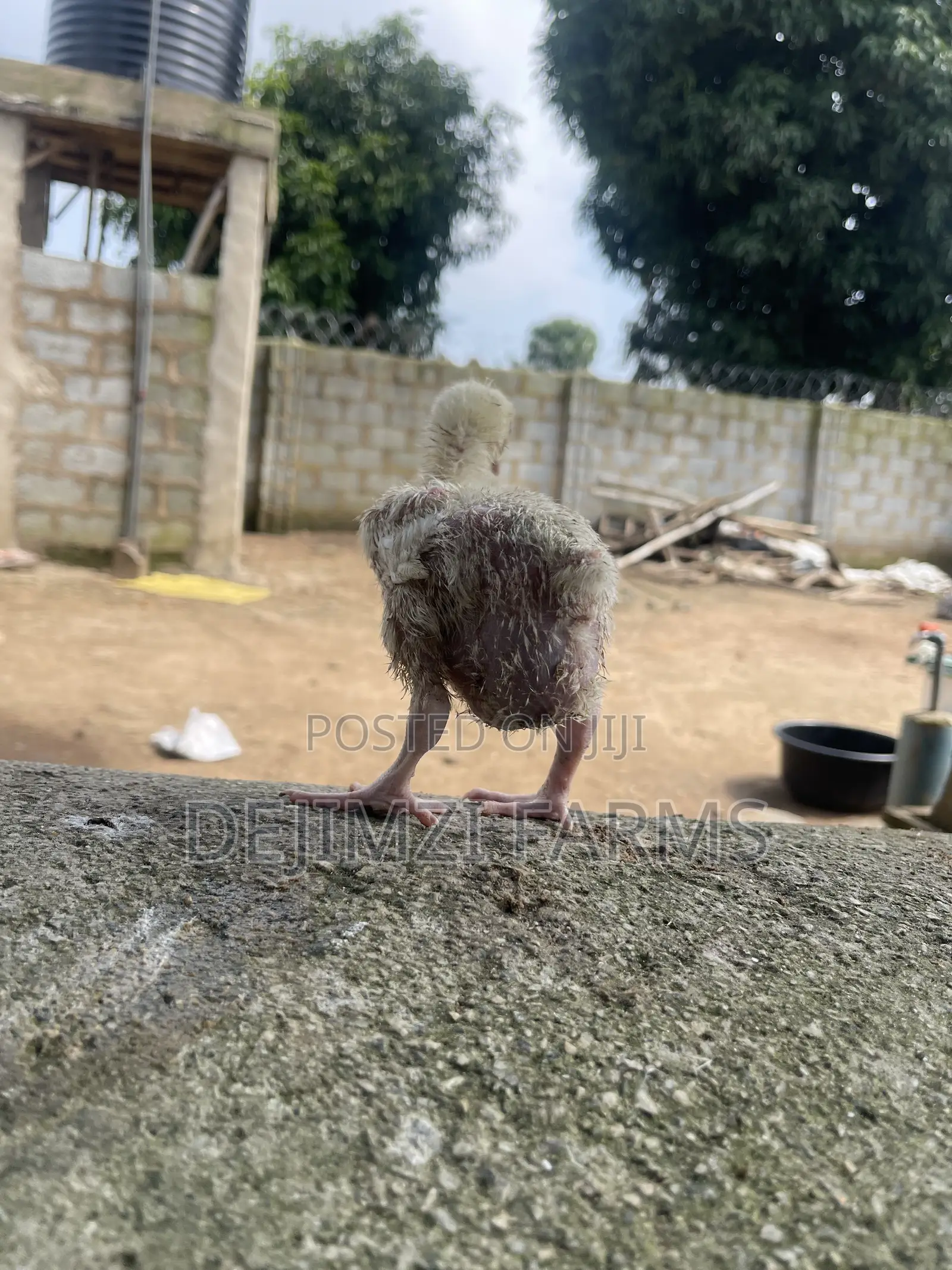 2 Week Agrited Broiler