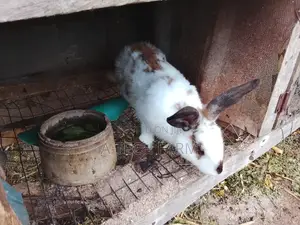 Healthy Rabbits for Sale – A-Tech FARM Ibadan