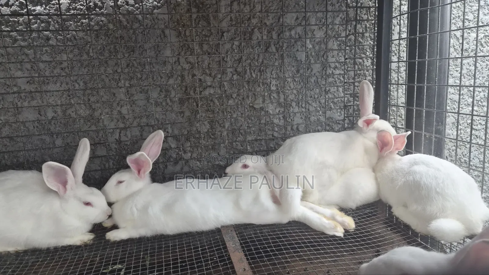 Rabbits for Sale