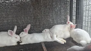 Rabbits for Sale