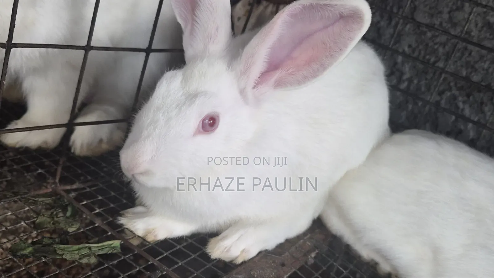 Rabbits for Sale