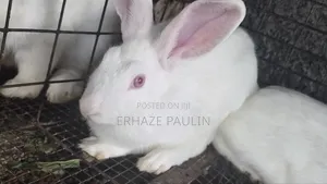 Rabbits for Sale