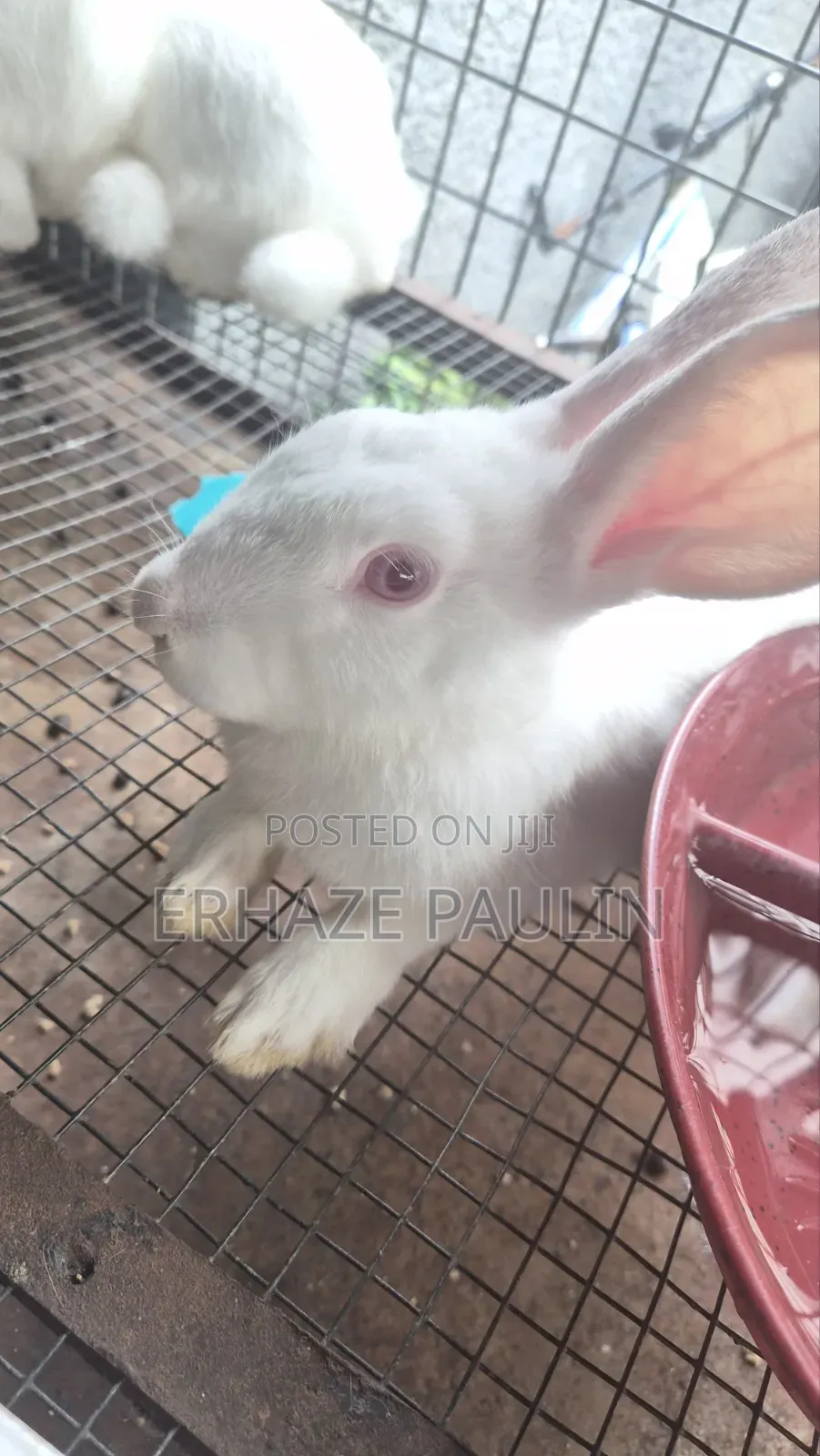 Rabbits for Sale