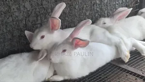 Rabbits for Sale