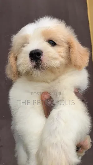 1-3 months Female Purebred Lhasa Apso