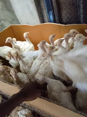 5 Weeks to 20 Weeks,Matured Local and Foreign Turkey