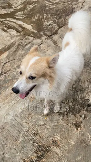 1+ year Female Mixed Breed American Eskimo