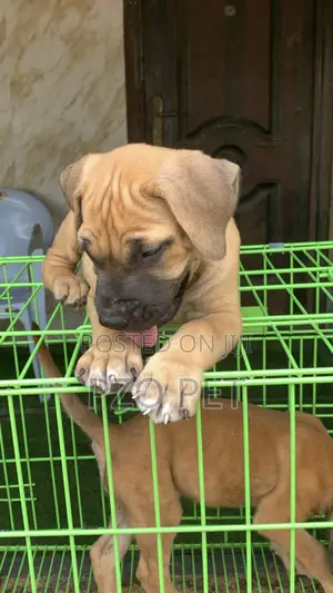 1-3 months Male Purebred Boerboel