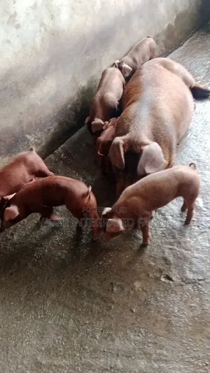 Duroc Weaners and Growers Pig