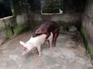 Pigs Available for Sale