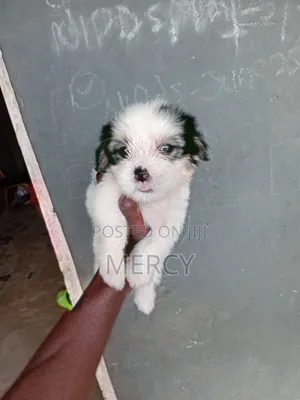 1-3 months Male Purebred Lhasa Apso