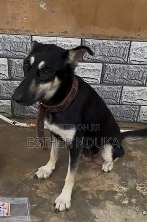 1+ year Female Purebred German Shepherd