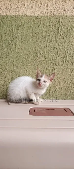 1-3 months Female Purebred American Shorthair