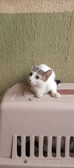 3-6 months Male Purebred American Shorthair