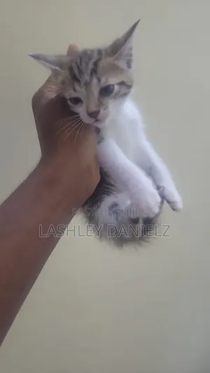 1-3 months Male Mixed Breed American Shorthair