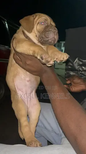 1-3 months Female Purebred Boerboel