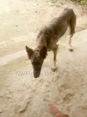 1+ year Male Purebred Mongrel (No Breed)