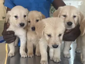 1-3 months Male Purebred Golden Retriever