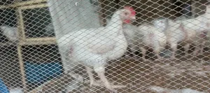 6 Weeks Old Broiler for Immediate Sales