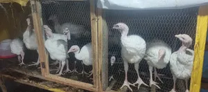Foreign and Local Turkeys for Sale