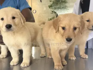 1-3 months Male Purebred Golden Retriever