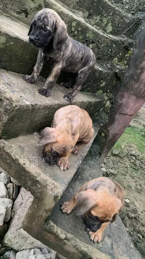 1-3 months Female Purebred Boerboel