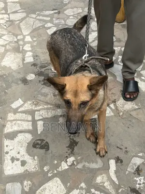 1+ year Female Purebred German Shepherd