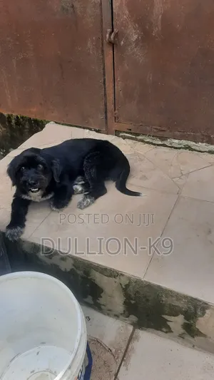1+ year Female Purebred Lhasa Apso