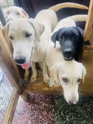 3-6 months Female Purebred Labrador Retriever