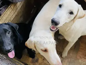 3-6 months Female Purebred Labrador Retriever