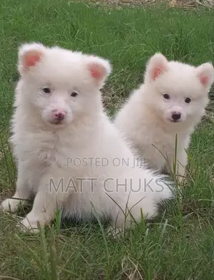 1-3 months Female Purebred American Eskimo