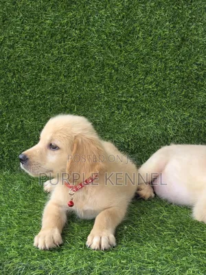 1-3 months Female Purebred Golden Retriever