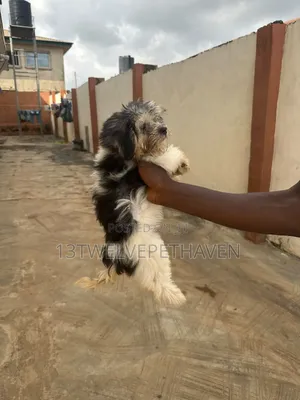3-6 months Female Purebred Lhasa Apso
