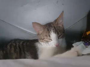 3-6 months Male Mixed Breed Tabby
