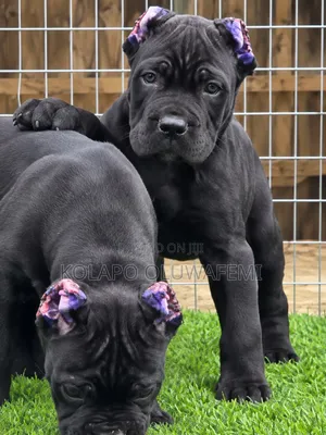 1-3 months Female Purebred Cane Corso