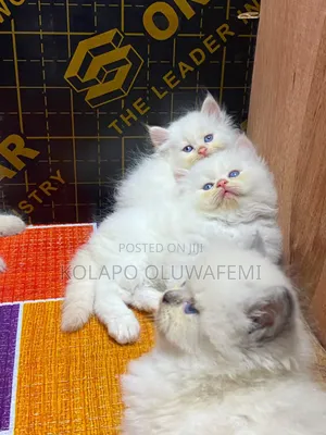 1-3 months Female Purebred Persian
