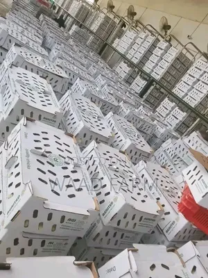 Quality and Healthy Day Old Chicks