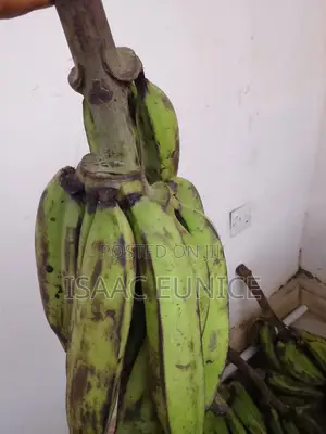Affordable Plantains at a Good Price