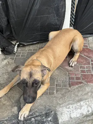 1-3 months Female Purebred Boerboel
