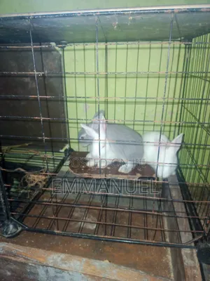 Rabbits for Sale