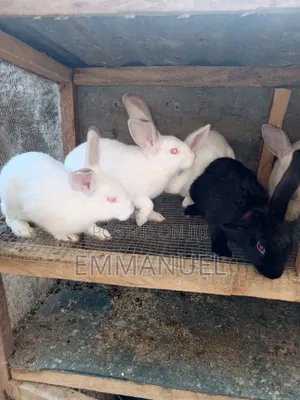 Big New Zealand White Rabbit